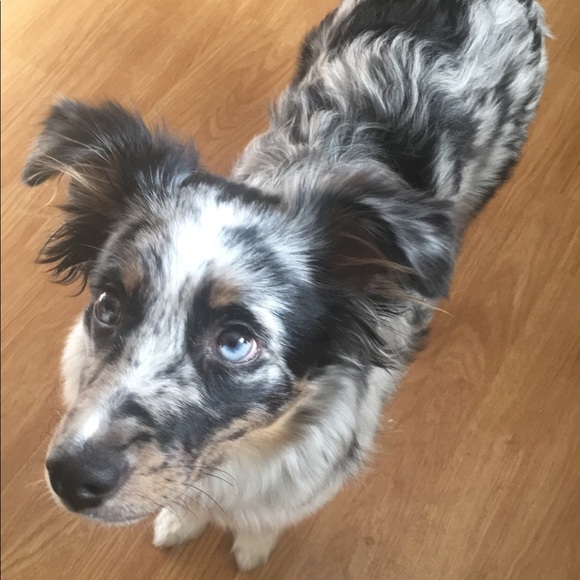 Meet your Posher and her Pup!! - Picture 2 of 3